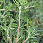 Eriogonum arborescens Hábitos