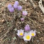 Pulsatilla occidentalis Flower