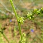 Dioscorea humifusa 花