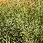 Fagonia arabica Φύλλο