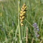 Carex panicea Фрукт