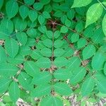 Toxicodendron trichocarpum Leaf