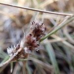 Luzula spicata Fiore