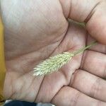 Sesleria nitida Fruit