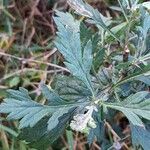 Artemisia vulgaris Blad