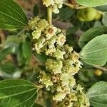 Ziziphus spina-christi Blüte