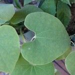 Aristolochia ringens Folio