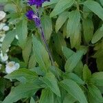 Salvia farinacea Habit