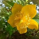 Hypericum kalmianum Flower