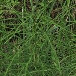 Equisetum arvense ഇല