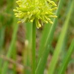 Carex flava Hábito
