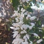 Jasminum multiflorum Blodyn