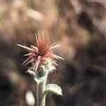 Centaurea melitensis Blüte