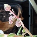 Graptopetalum bellum Kvet
