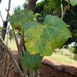 Jatropha curcas Levél