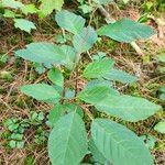 Viburnum nudum Leaf