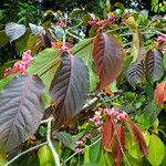 Euonymus hamiltonianus Blatt