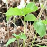 Trillium flexipes Habitus