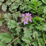 Erodium moschatumফুল