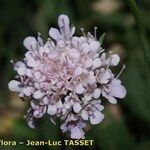 Scabiosa corsica फूल