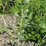 Baptisia australis Natur