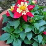 Dahlia pinnataफूल