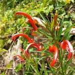 Lobelia persicifolia Blüte