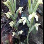 Sarcoglottis acaulis Flor