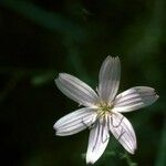 Lygodesmia grandiflora Flor