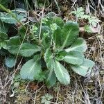 Saxifraga umbrosa Folla