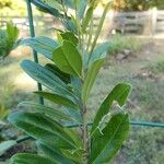 Ilex cassine Leaf