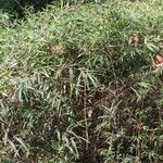 Lithachne pauciflora Hábitos