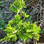 Pyrostria phyllanthoidea Blatt