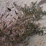 Salicornia procumbens Blatt