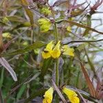 Melampyrum pratenseÕis