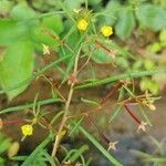 Ludwigia octovalvisFleur