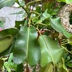 Nepenthes truncata Folha