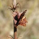 Rumex cristatus Fruit