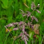 Poa alpina Blomma