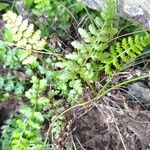 Asplenium foreziense Fuelha