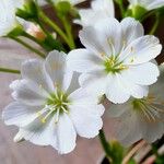 Lewisia cotyledon Λουλούδι