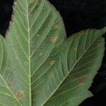Acer sterculiaceum Tervik taim