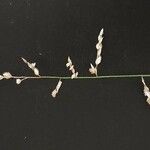 Eragrostis superba Квітка