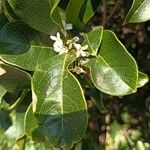 Osmanthus fragransVirág