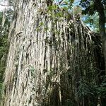 Ficus virens Bark