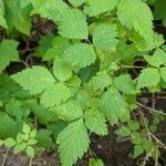 Rubus spectabilisFrunză