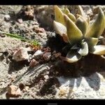 Dudleya abramsii Листок