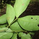 Inga marginata Leaf