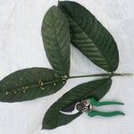 Garcinia lucida Alkat (teljes növény)