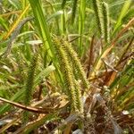 Carex pseudocyperus आदत